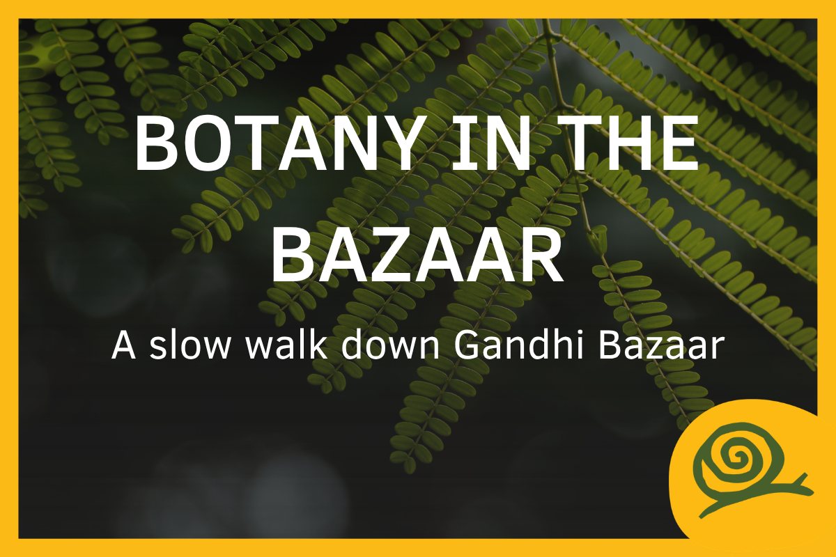 Botany in the Bazaar: a slow walk down Gandhi Bazaar