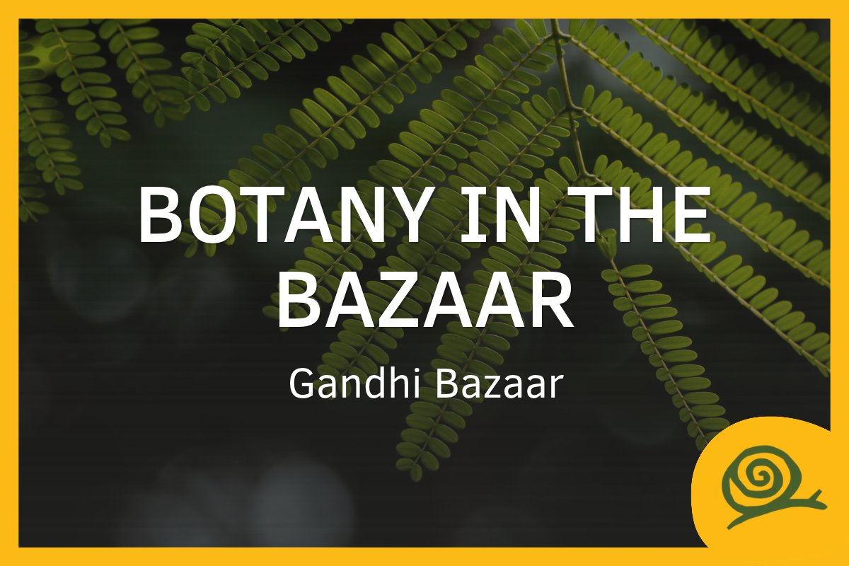 Botany in the Bazaar: a slow walk down Gandhi Bazaar