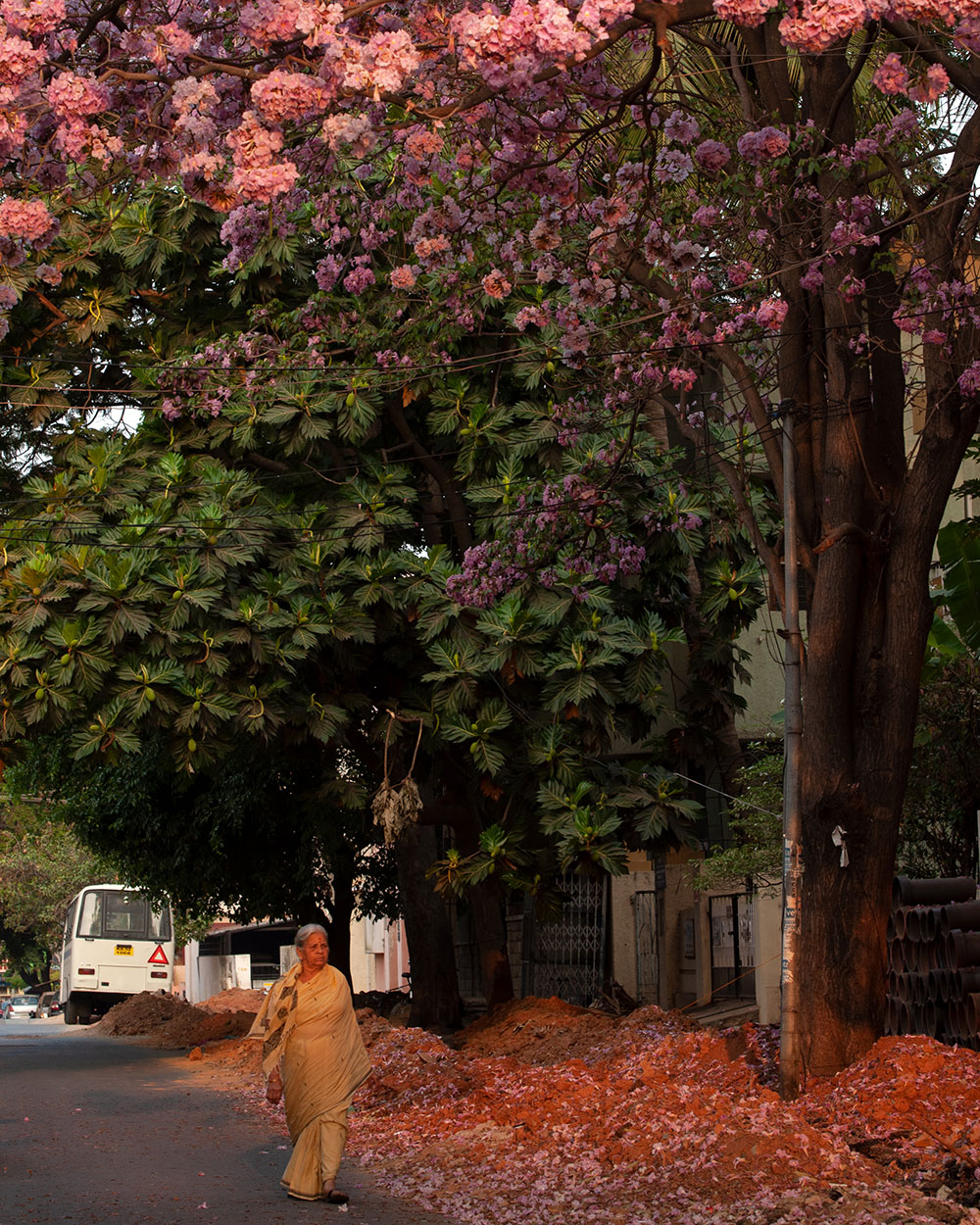 A woman in a sari walks down a quiet street under a tree in full pink bloom, fallen petals on the ground