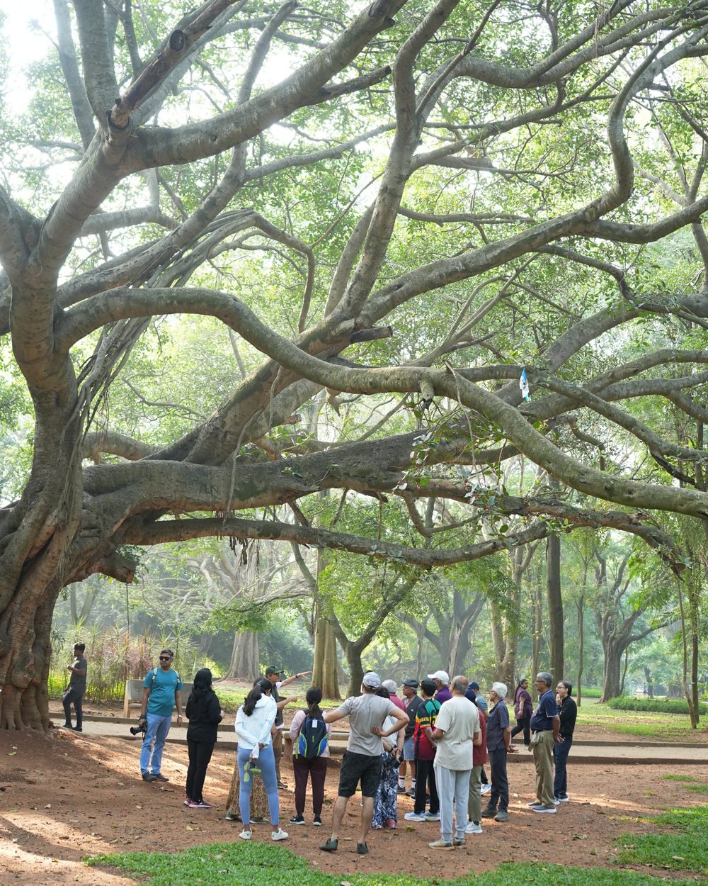 A group of walkers gathers under the sprawling branches of a huge old tree in a park, listening to a guide